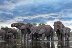 ELEPHANT HERDS