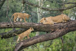 TREE CLIMBING LIONS