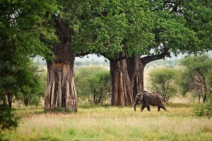 ANCIENT BAOBAB TREES