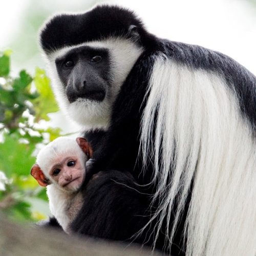 see-the-Colobus-Monkeys-as-you-hike-Kilimanjaro-mountain