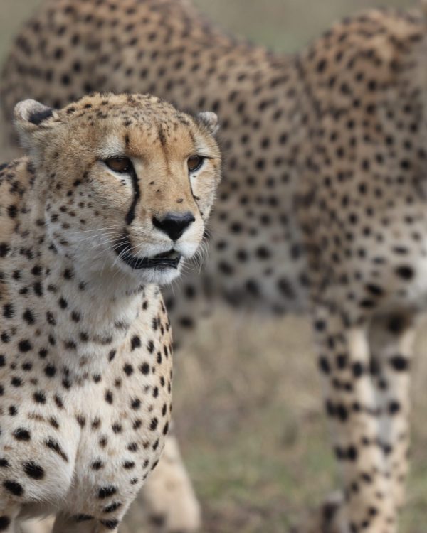 wallpaperflare.com_wallpaper (93)